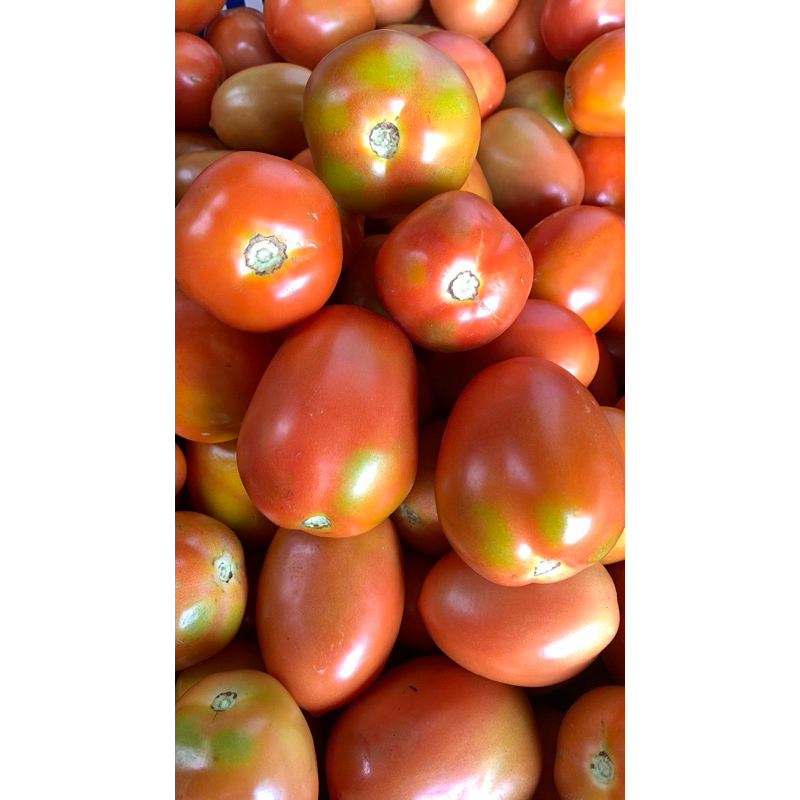 

Tomat buah segar 500gram