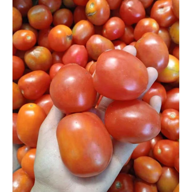 

Tomat merah murah 1 kg fresh / tomat merah murah