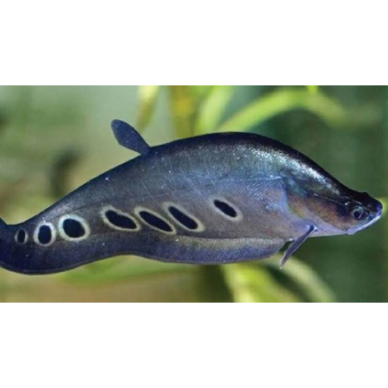 belida bangko hiasan akuarium/Hiasa aquarium