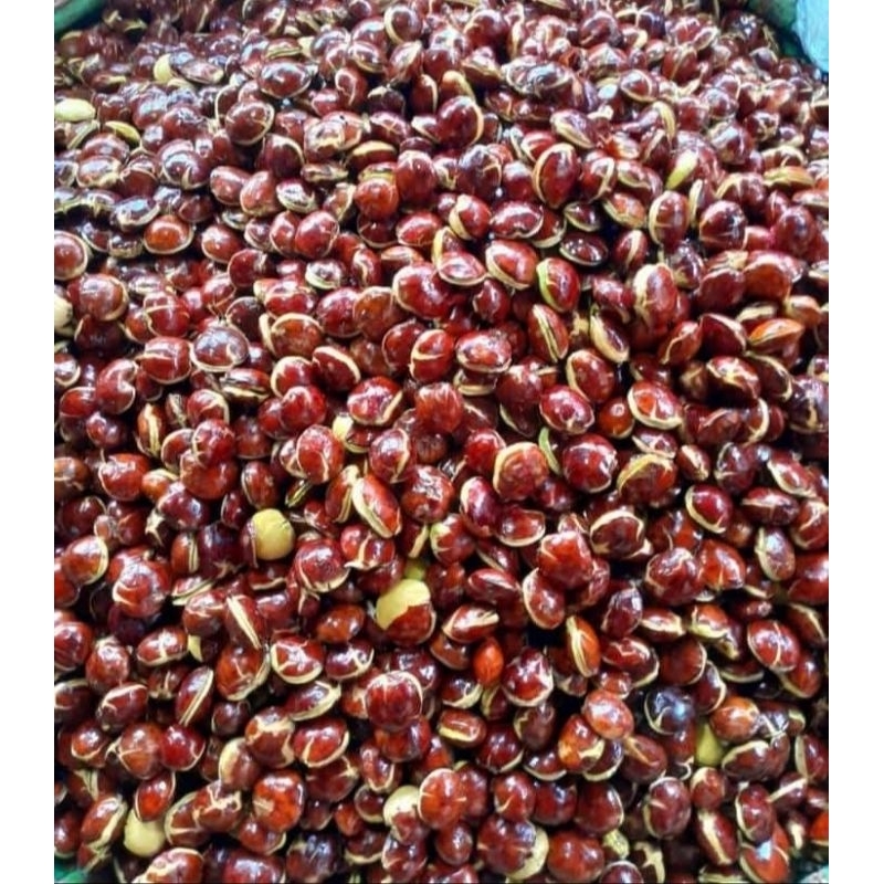 

Jengkol tua kupas 500g