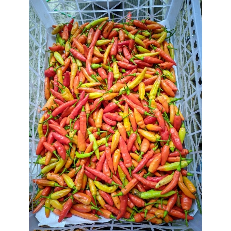 

Cabai Cabe Rawit Kecil pedas