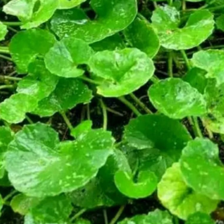 

Daun Pegagan Segar 100 Gram Baru Petik Pohon Panegoang Antanan Obat Herbal termurah