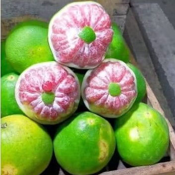 

Jeruk Bali Pamelo Manis Segar 1 Buah 1,3 kg - 1,4 kg super jumbo