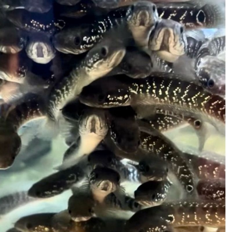 Channa Asiatica Ws Pure pull pellet 8-15cm