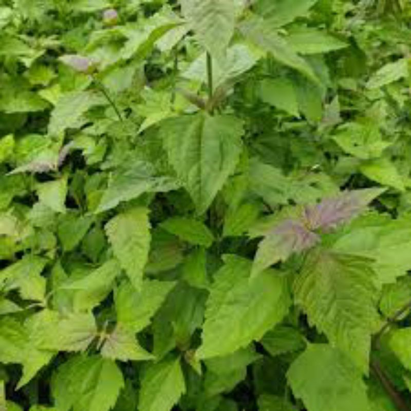 

daun balakacida segar/kirinyuh 100g herbal organik