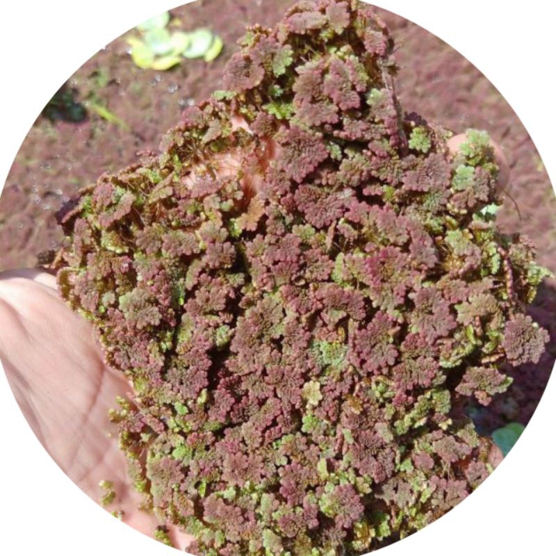 azola merah tanaman air tawar per 2sendok makan