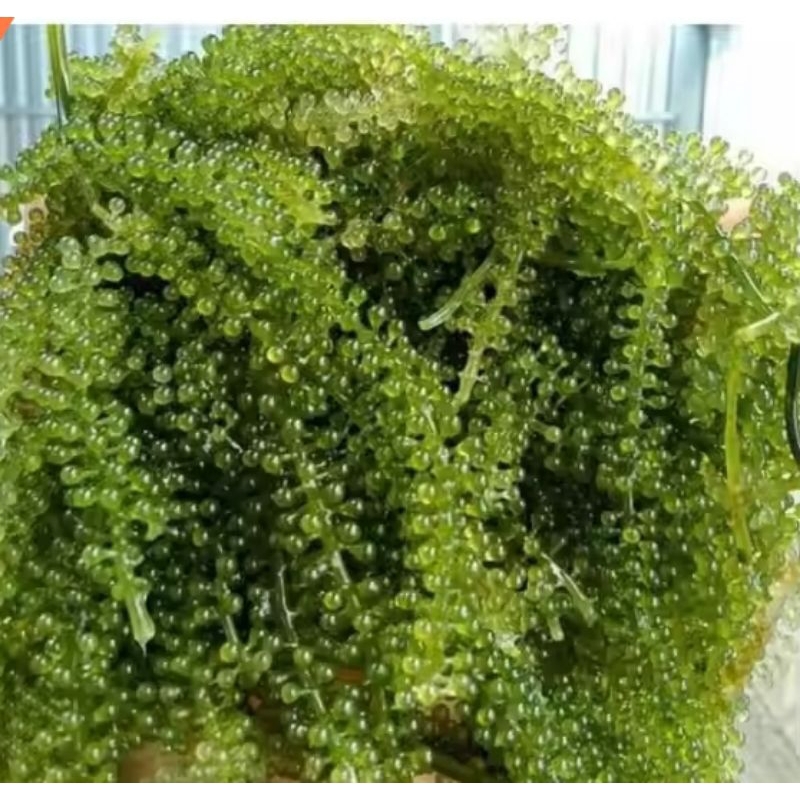 

latoh/lawi lawi/anggur laut /bulung boni/green caviar 1 kg