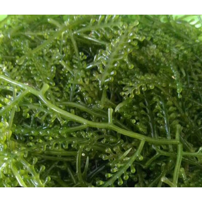 

lawi lawi/latoh/sea grapes/anggur laut/green caviar 1kg