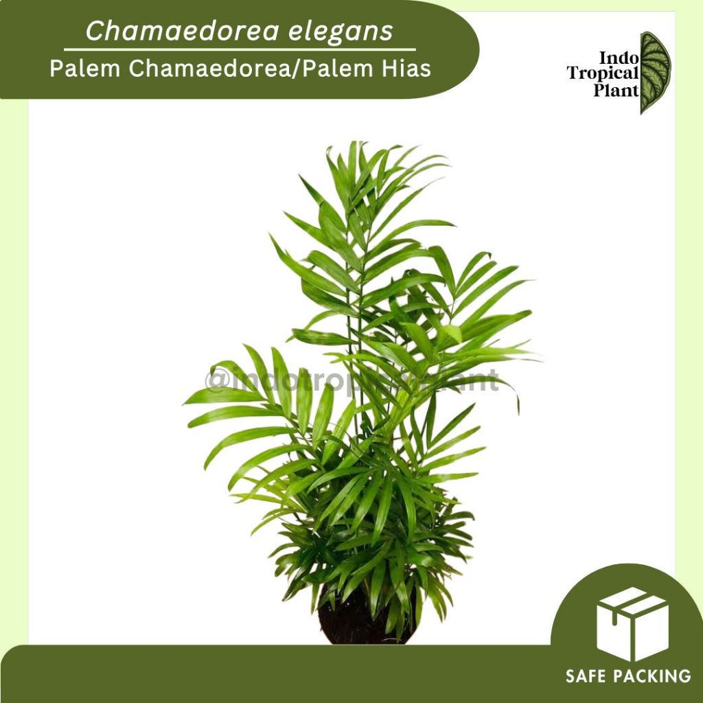 Tanaman Hias Palem Chamaedorea / Palem Hias / Palem Chamaedorea/Palem Hias / Hiasan Taman