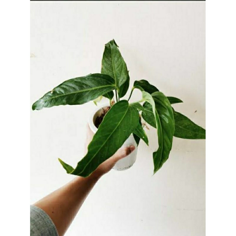 Tanaman Hias Anthurium Spectabile