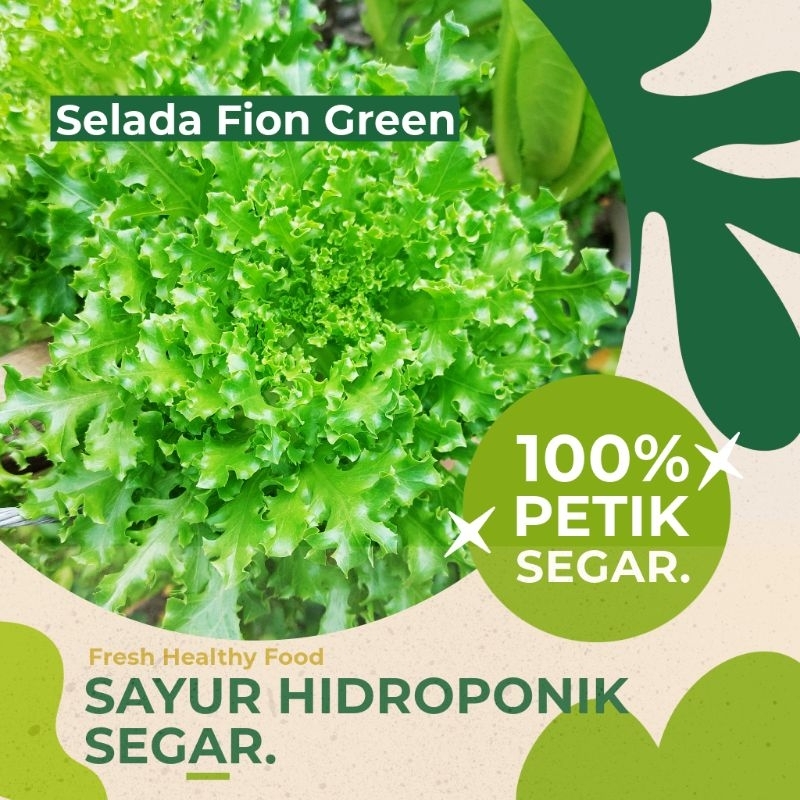 

Sayur Hidroponik Segar Selada Keriting Fion Green