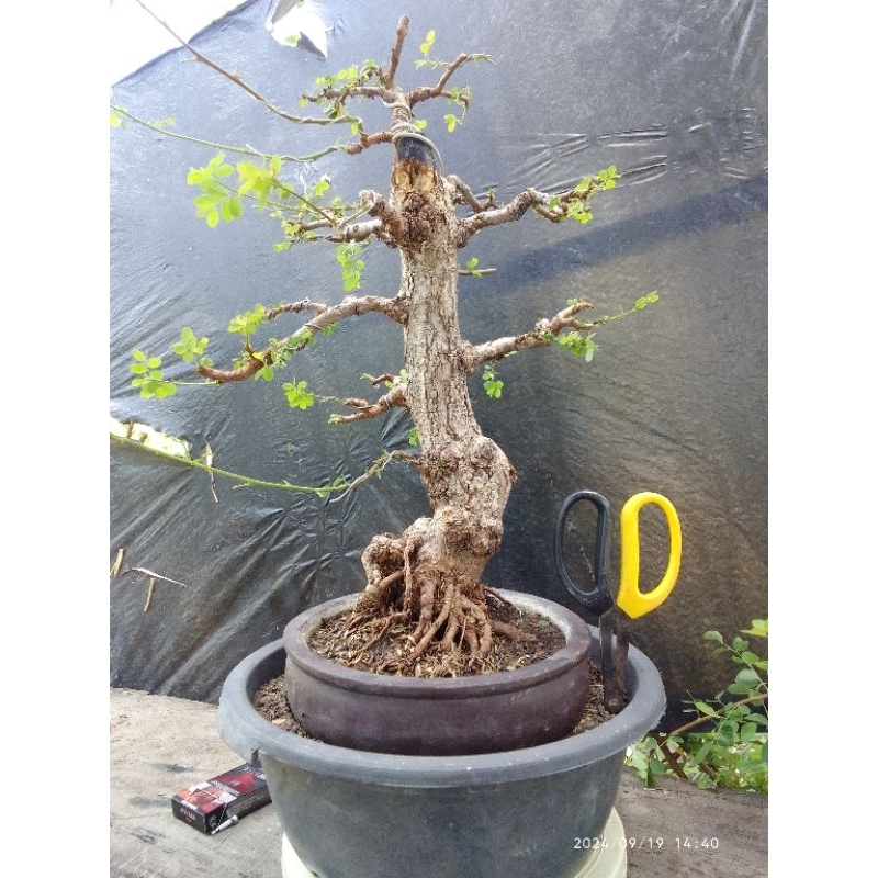 Bonsai Ileng-Ileng Realpict