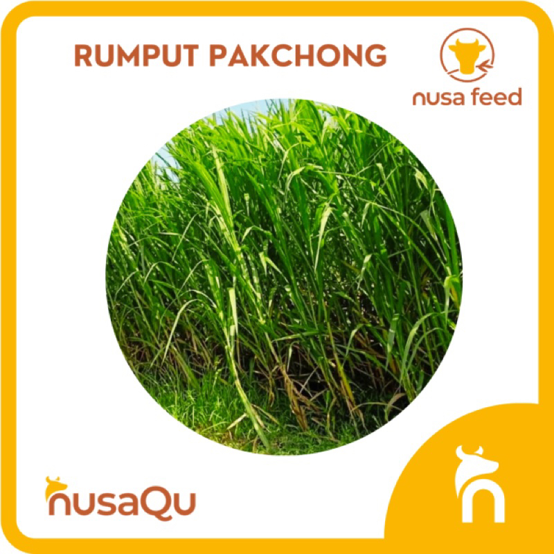 Bibit Rumput Pakcong Super 1 Kg / Bibit Napier Pakcong / Bibit Pakchong Pakan Ternak / Bibit Rumput 