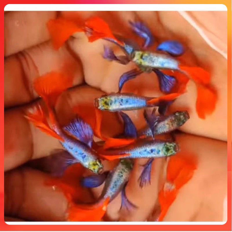 ikan guppy prtde/ikan hias aquarium sepasang