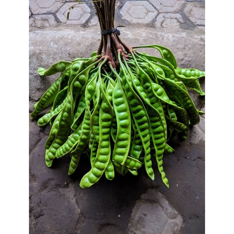 

Petai kulit pete kulit Lumajang fresh paket 10 lonjor