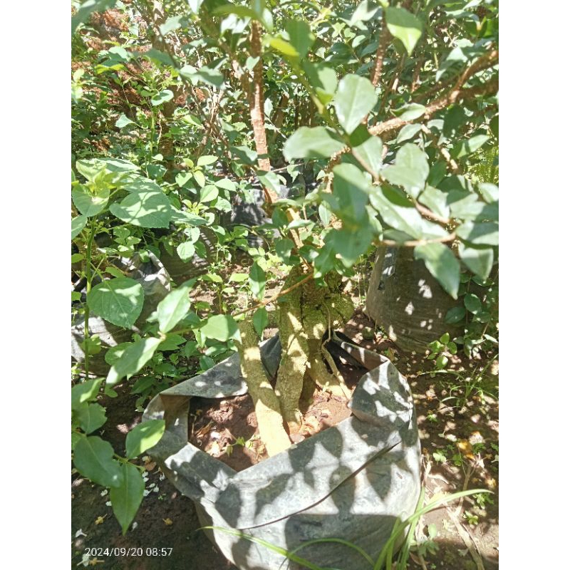 sakura mikro bonggol