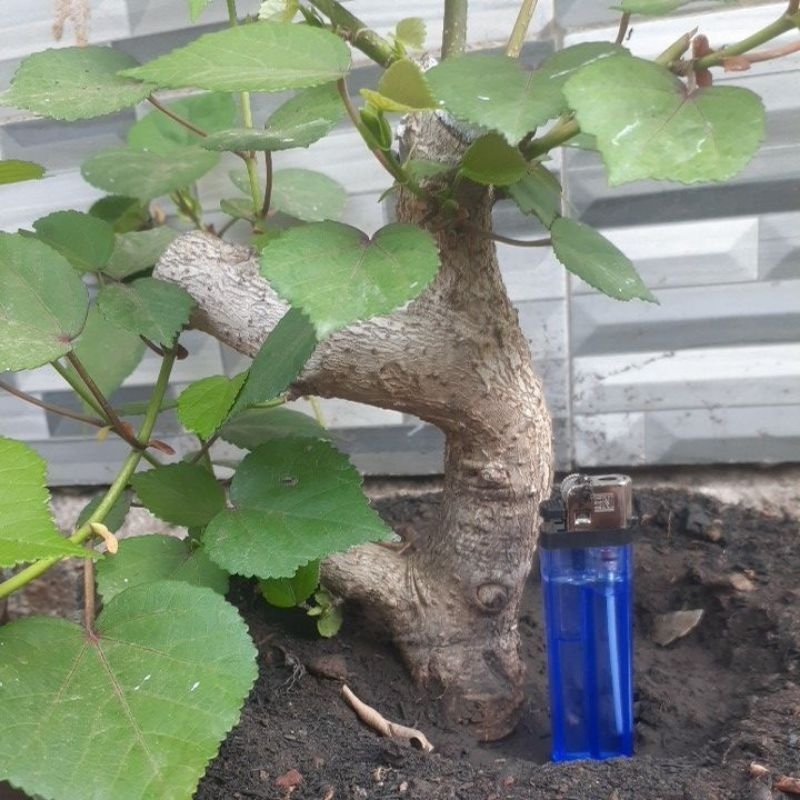 bahan bonsai waru taiwan