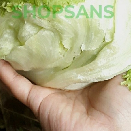

Lettuce Head Selada 500gr