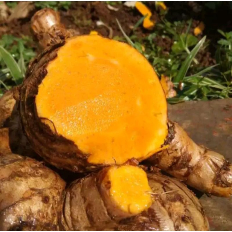 

promo 1kg koneng gede segar - temualwak segar