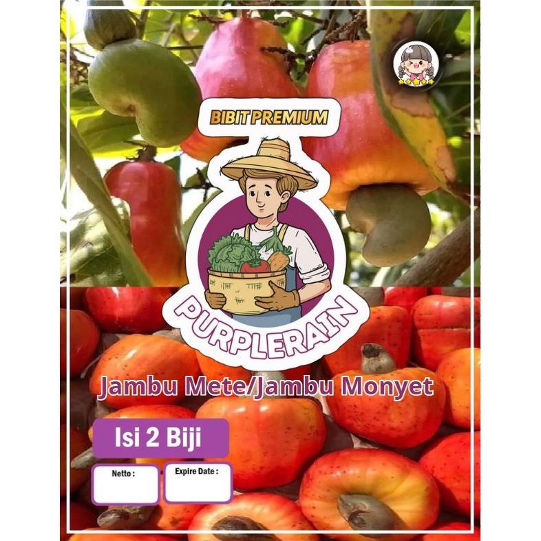 Bibit Premium Jambu Mete / Jambu Monyet Jambu Monyet|Benih Jambu Mete|Kacang Mede