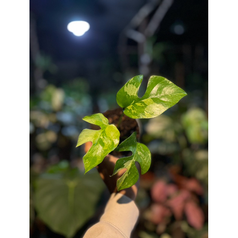 tanaman hias rhaphidophore tetrasperma variegata tetra var monstera mini