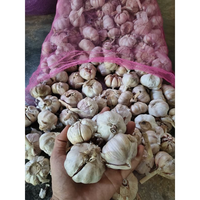 

Bawang putih import