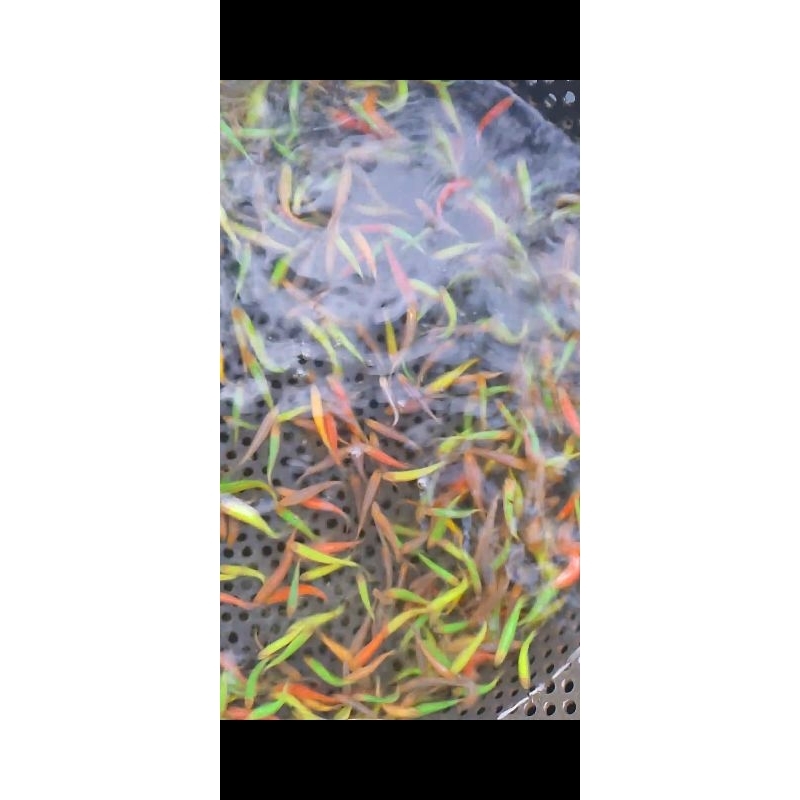 

Danio slayer per 20 ekor 30 rb