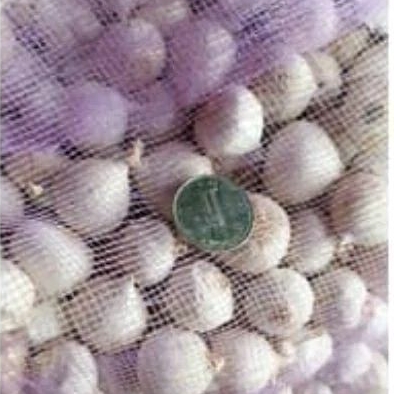 

promo bawang tunggal/lanang import fress 500 gram/free dus packing