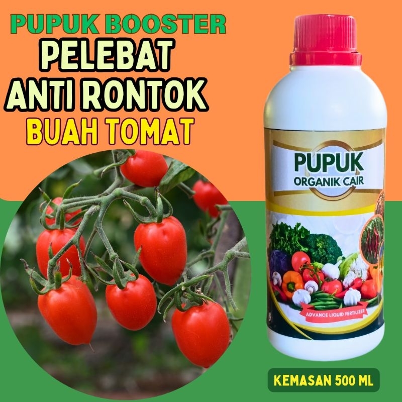 Pupuk Buah Tomat - Pupuk Penyubur Tanaman Tomat Nutrisi untuk Peningkatan Kualitas Buah Tomat