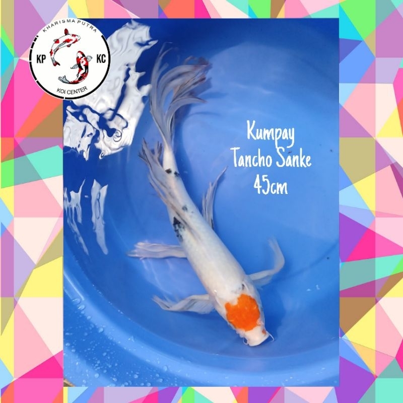 Hiasan Kolam Koi Tancho Sanke Kumpay 45cm