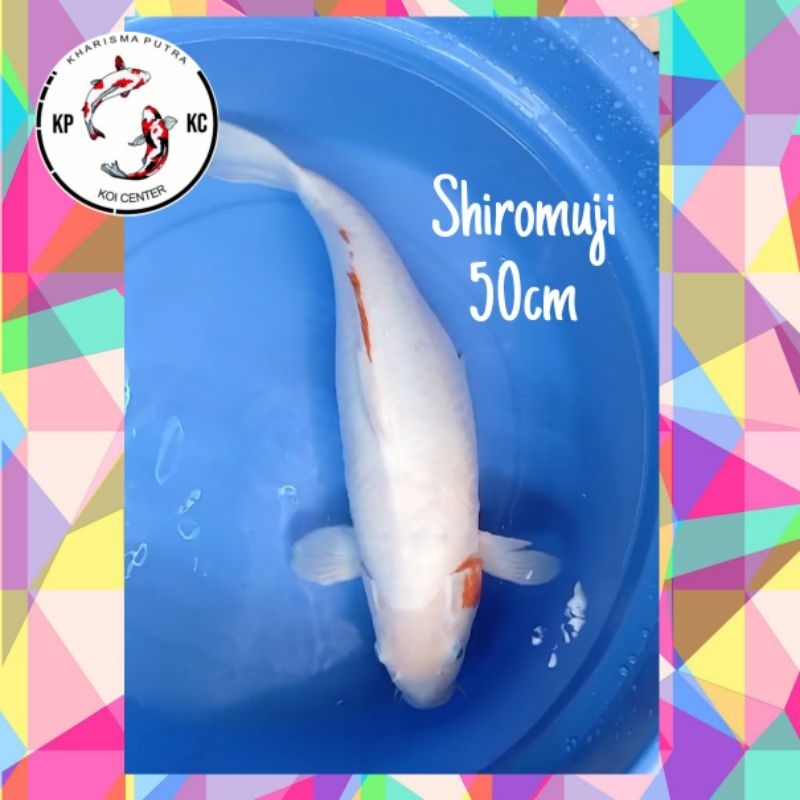 Hiasan Kolam Koi Shiromuji 50cm Induk Koi