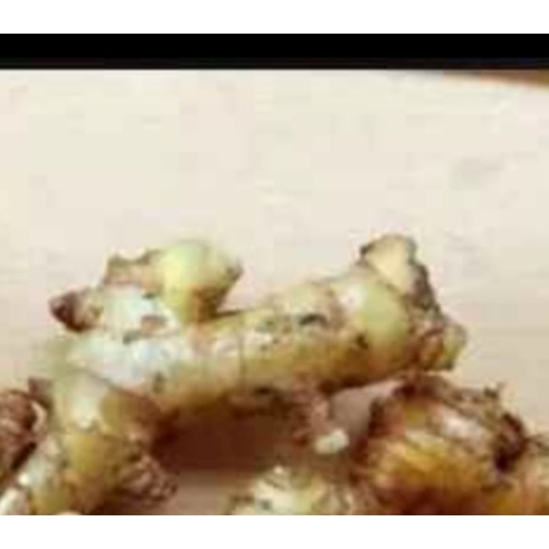 

lempuyang segar 1000 g