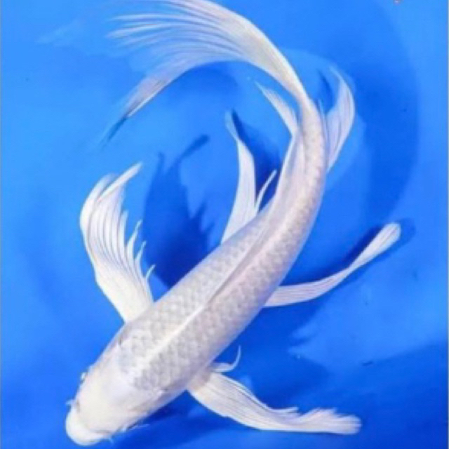 KOI PLATINUM SLAYER KOI KUMPAY PUTIH IKAN HIAS AQUARIUM KOLAM