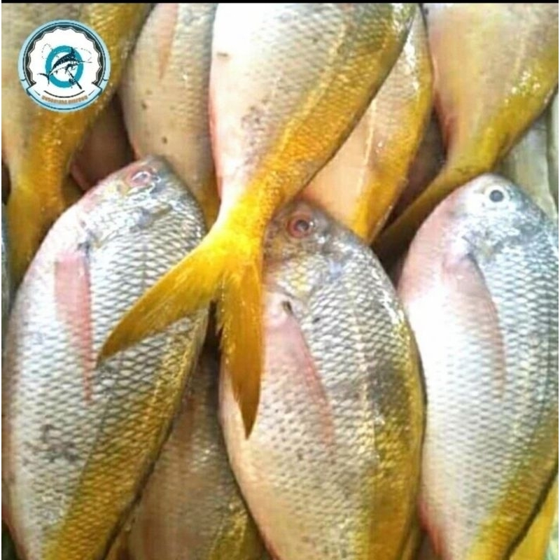 

ikan ekor kuning