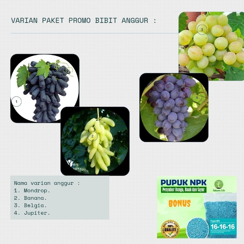 tebus murce 4 bibit anggur import