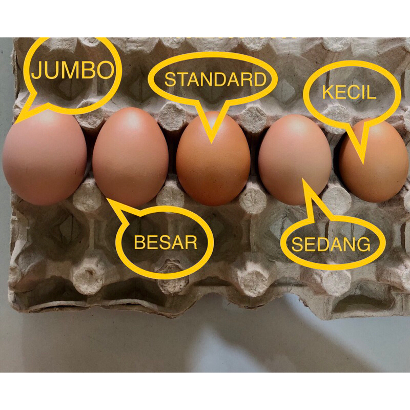 

Telur Ayam Eropa Jumbo 1 papan (30 butir)