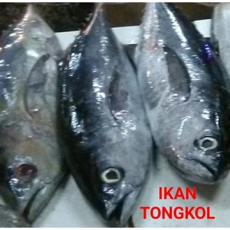 

Ikann Tongkol