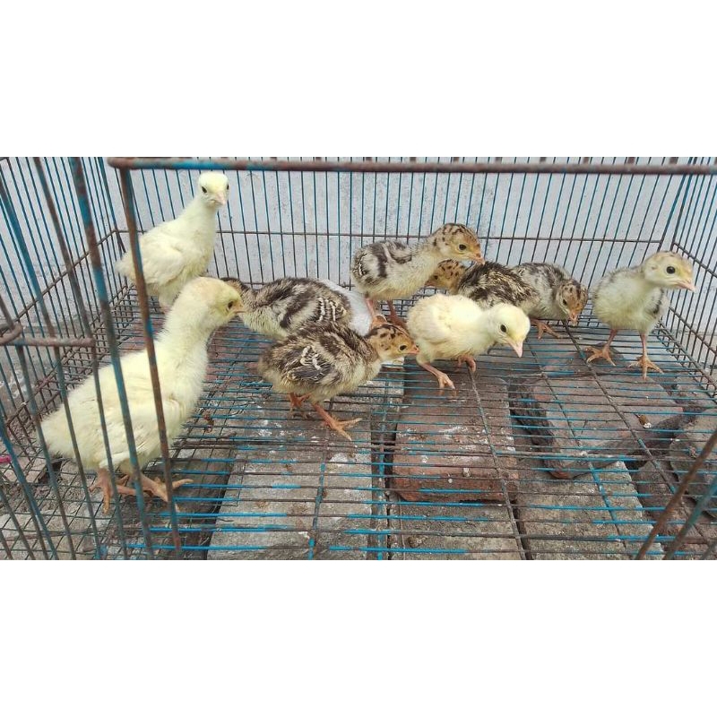 Anakan Ayam Kalkun - Ayam Hias Kalkun - Ayam Kalkun