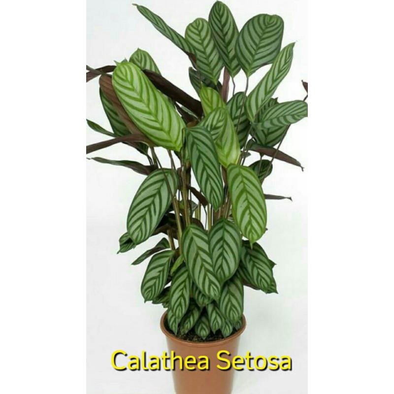 tanaman hias calatea /pohon calatea murah /promo calatea
