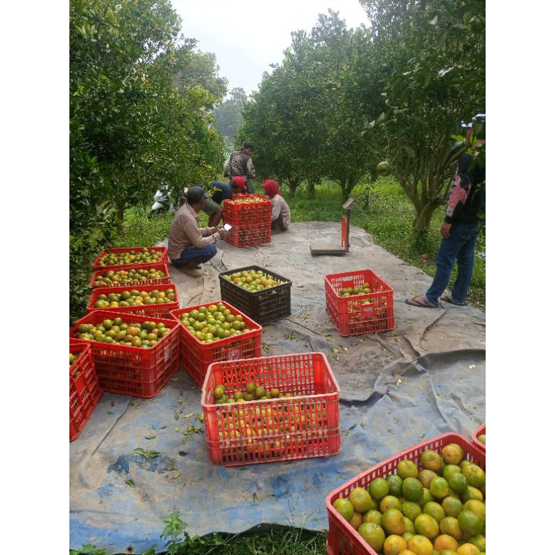 

JUAL JERUK BABY JAVA PAKET 5000