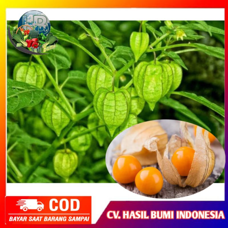 

Buah Ciplukan segar isi 10 buah cecenet fresh