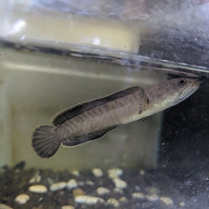 LIMBATA TIGER 5-6CM RANDOM