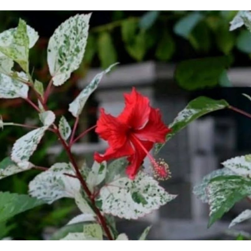 Tanaman kembang sepatu varigata