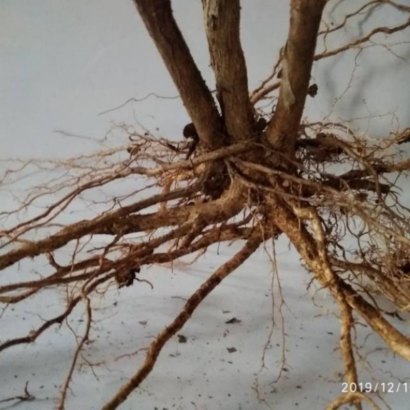 

Akar harendong segar banyak khasiatnya dan manfaat nya 1 kg