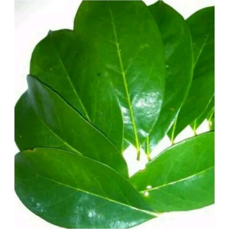 

Daun Sirsak Segar Herbal 110 Lembar