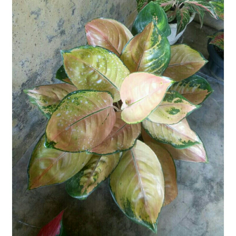 Aglaonema Sultan Brunei