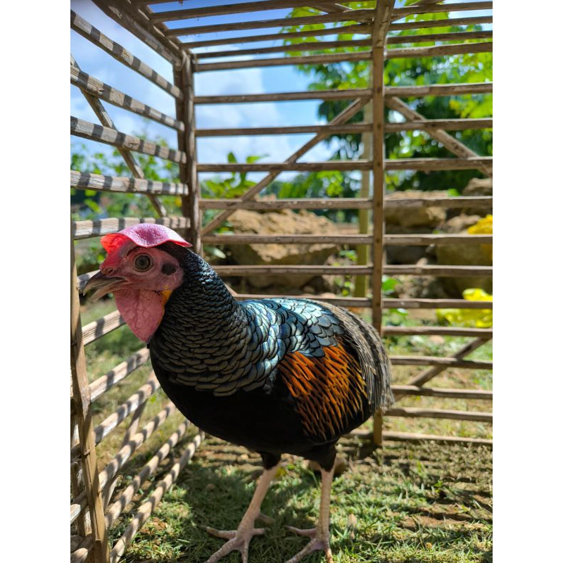 Ayam Hutan Hijau jinak manusia