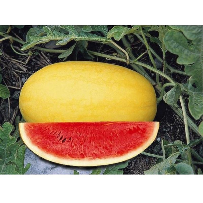 BENIH SEMANGKA GOLDEN MERAH 50 BIJI