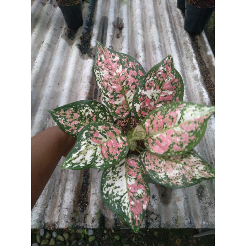 Aglonema Tricolor Premium Real Pict