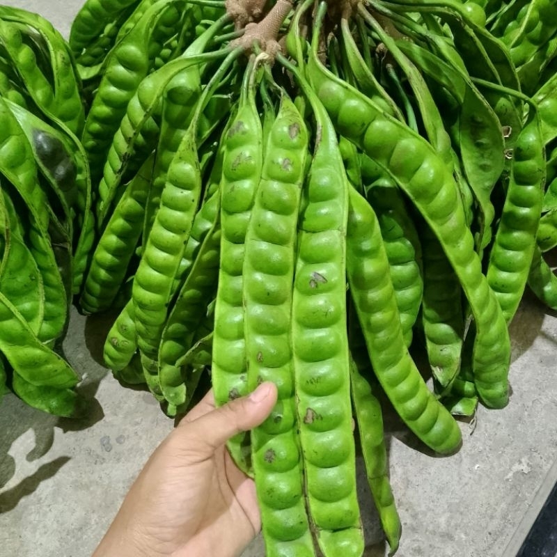 

pete super Pasuruan ECER harga grosir